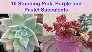 10 Pink, Purple and Pastel Succulents You Would Love In My Collection