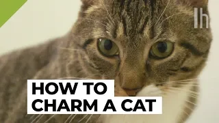 How to Get a Cat to Like You | Lifehacker