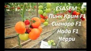 25 июня 2017 Крым с.Садовое - День томатов компании Esasem. Обзор Пинк Крим, Сигнора, Нада F1, черри