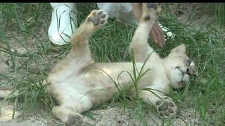 飼育員さんが大好きすぎるライオンの赤ちゃん（クレイ君）とべ動物園