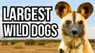 9 Of The Largest Canines In The World