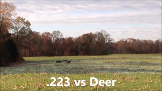 .223 vs Deer