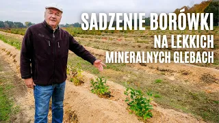 Sadzenie borówki na lekkich mineralnych glebach