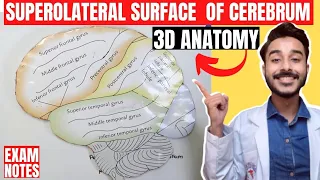 superolateral surface of cerebrum anatomy 3d | gyri and sulcus of cerebrum hemispheres anatomy