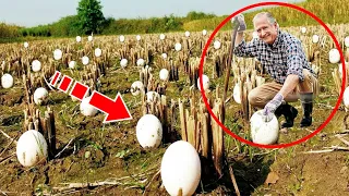 The farmer found strange eggs. When they hatched, the man could not hold back his tears!