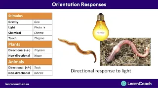 NCEA Biology L3 : Orientation Responses