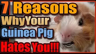 7 Reasons Why Your Guinea Pig Hates You!