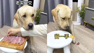 【旺仔很忙🐶】這難道就是所謂的山外有山，狗外有狗…