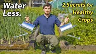 Why You Should Water your Vegetables Less | The Secret to Better Yields