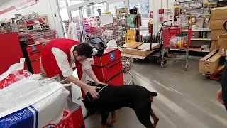 Doberman Pinschers get LOTS of Attention in Public