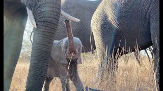 Security, love and protection surround orphaned baby elephant, Khanyisa