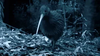 Brown Kiwi Mating Spectacle | Wild New Zealand | BBC Earth