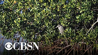 Mangrove restoration in Florida Keys could offer climate solution