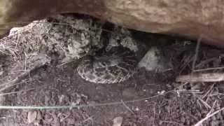 Western Diamondback Rattlesnake Strike