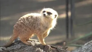 Meerkats