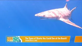 What Types of Shark are in Our Florida Waters | River City Live