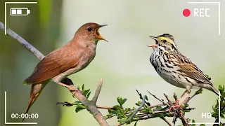 Nature and Bird Sounds - Morning Bird Sounds for a Refreshing Start - Relaxing Sounds for The Soul