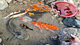 Find colorful ornamental fish, koi fish, goldfish, catfish, snakehead fish, betta fish, lobsters