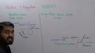 Positive sense and negative sense RNA viruses and their replication  chapter Viruses, Lecture 2 in