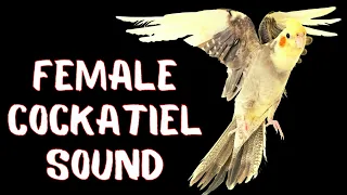 Female Cockatiel Singing, Cockatiel Sounds and Calling