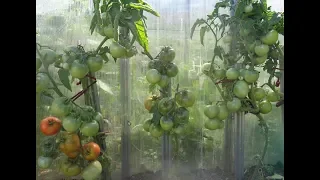 Получаю 5 ведер томатов с одного метра земли! Ольга Чернова.