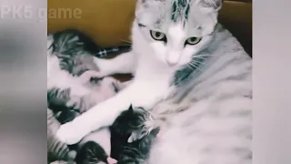 Funny animals - Funny cats / dogs - Funny animal videos 273