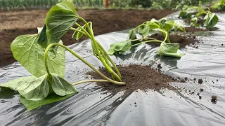 サツマイモの栽培方法・さつまいも苗を植える前にコレやると収穫量が２倍になります！（畝作り〜植え付け方）23/4/18