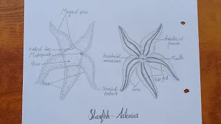 How to draw star fish - ( Asterias ) | Starfish diagram drawing tutorial | Science project |