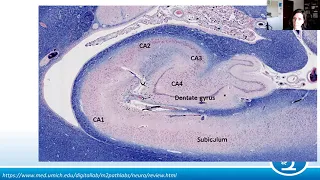 AANP Teaching Rounds - April 26, 2023 - Neuropathology of Epilepsy