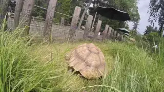 Video Footage from our Tortoise Cam!