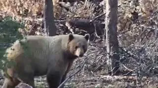 Big Blonde Bear shot down with arrow