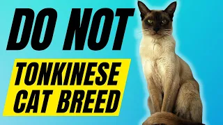 7 Reasons You SHOULD NOT Get A TONKINESE CAT