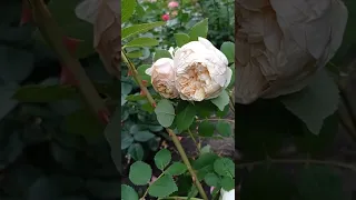 Вечерний сад.🏡🌹❤️Начало цветения роз.10.06.22.