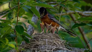 American Robin Nest |4k Ultra HD Wild World wildlife nature bird feeding the Baby Bird#epic