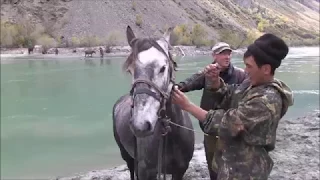 Jagen im Altai -Teil 2. Auf der Fährte von Maral und Sib. Steinbock.