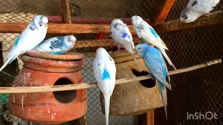 Australian White Color Budgie Parrot Video #birds #budgies #beautiful #parrot #lovebirds