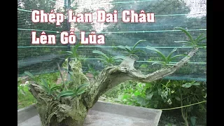 Hướng dẫn ghép lan Đai Châu (ngọc điểm,nghinh xuân) lên gỗ lũa