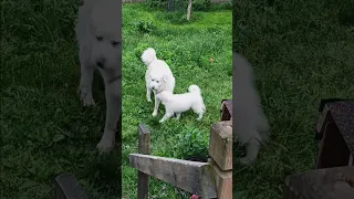 A pestery Pyr puppy