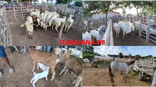 FEIRA DE ANIMAIS DE ITABAIANA-PB DISTRITO DE CARIATÁ 04/09/2022