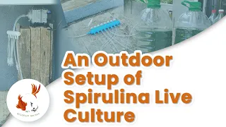 Outdoor Spirulina Cultivation Setup - How To Grow Spirulina at Home