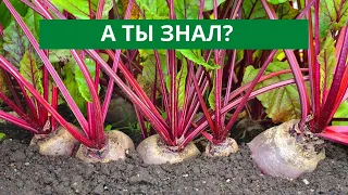 СВЕКЛА СКАЖЕТ ВАМ СПАСИБО! ОСЕНЬЮ ПРОСТО СДЕЛАЙТЕ ТАК