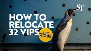 How to relocate VIPs (Very Important Penguins): Every Penguin IN!