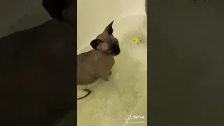 Канадский сфинкс!Водные процедуры🛁💦🧼🐱