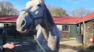 Horse ASMR - Irish Draught eats carrot