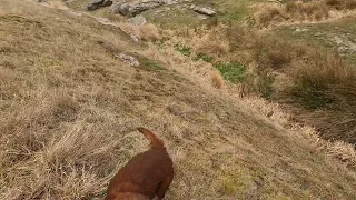 Archie the Working Cocker Spaniel hunting rabbits. 01/09/23