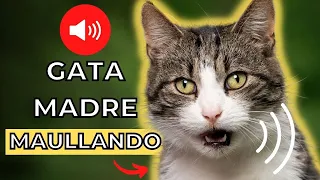 Sonido del Madre Gata Llamando a sus Gatitos 🐈 Sonido para atraer a tu gato