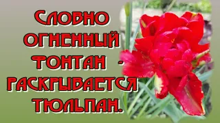 Дарю Тюльпаны🌷🌷🌷 пусть они расскажут всё без слов 🎶 Музыкальная открытка