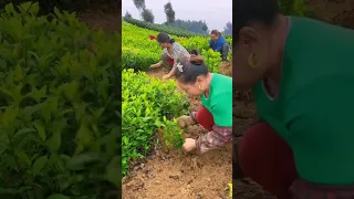 Picking Tea Seedlings Getting Ready For Transplanting #satisfying #short