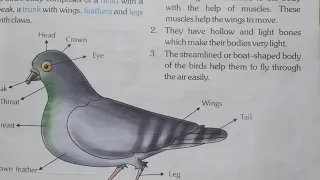 Class-3, Subject-Science, Video-20, Chapter-3(Birds), Part-1 by Mrs Varsha