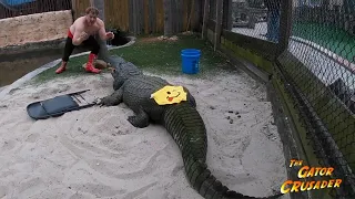 Alligator Wrestling...Literally